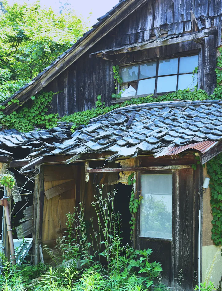 �G���Ɉ͂܂�A�ǂɃc�^�̂͂��Ă���V�����������{�Ɖ�